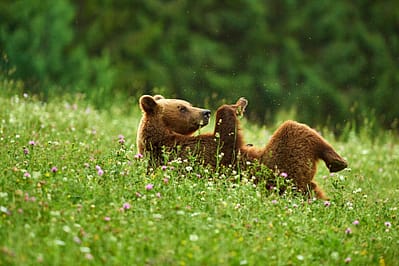 Romania ecoutouristic destinations 4 1